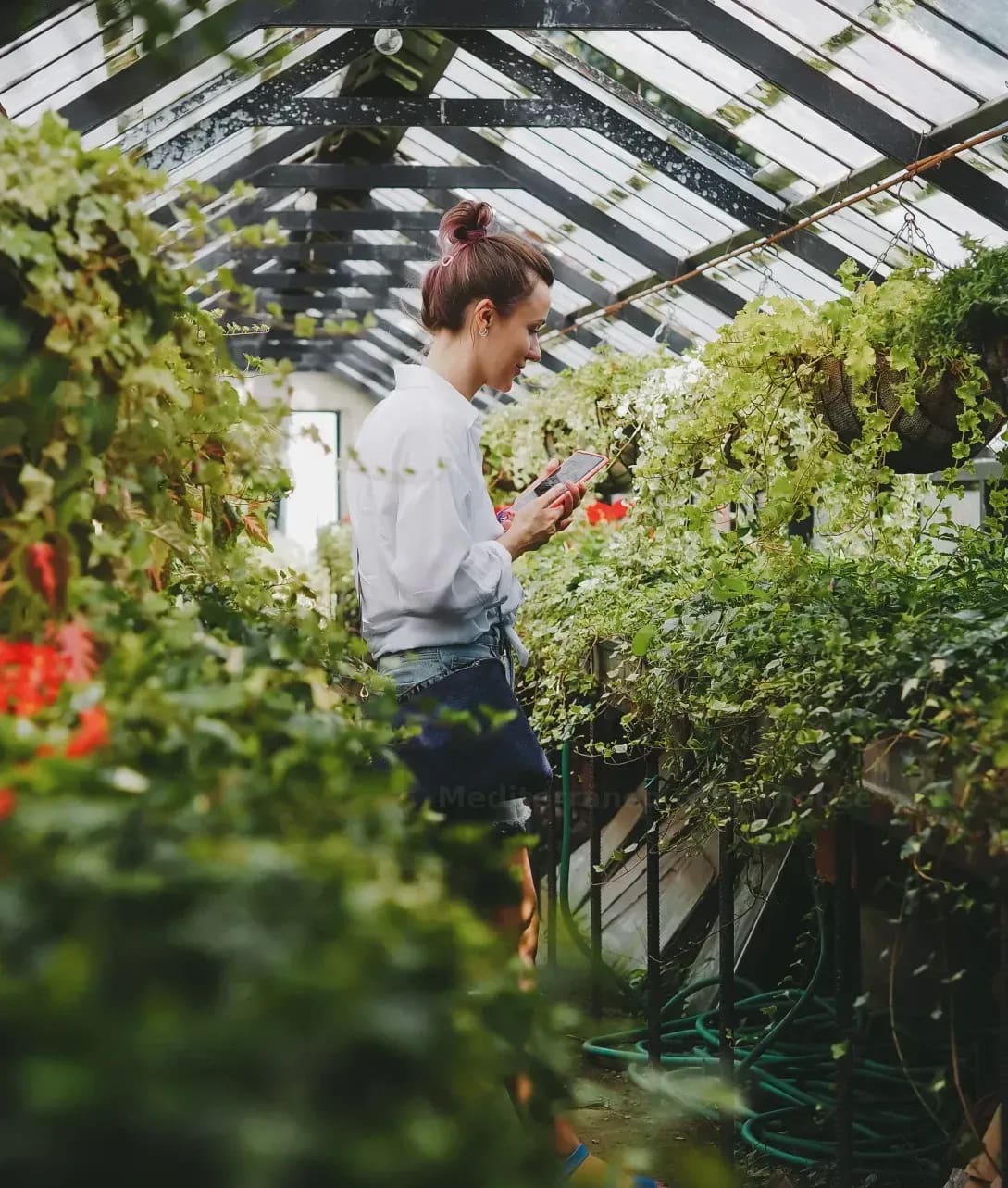 Mediterráneo Greenhouse 10