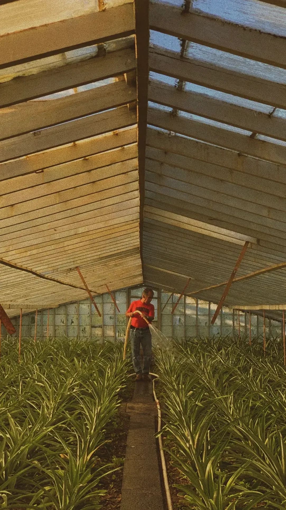 Mediterráneo Greenhouse 11
