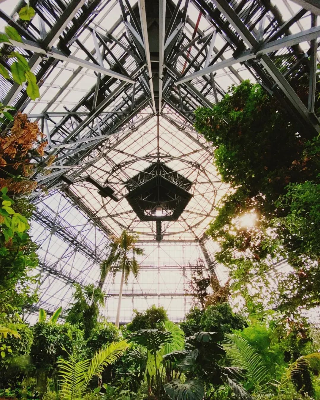 Mediterráneo Greenhouse 15