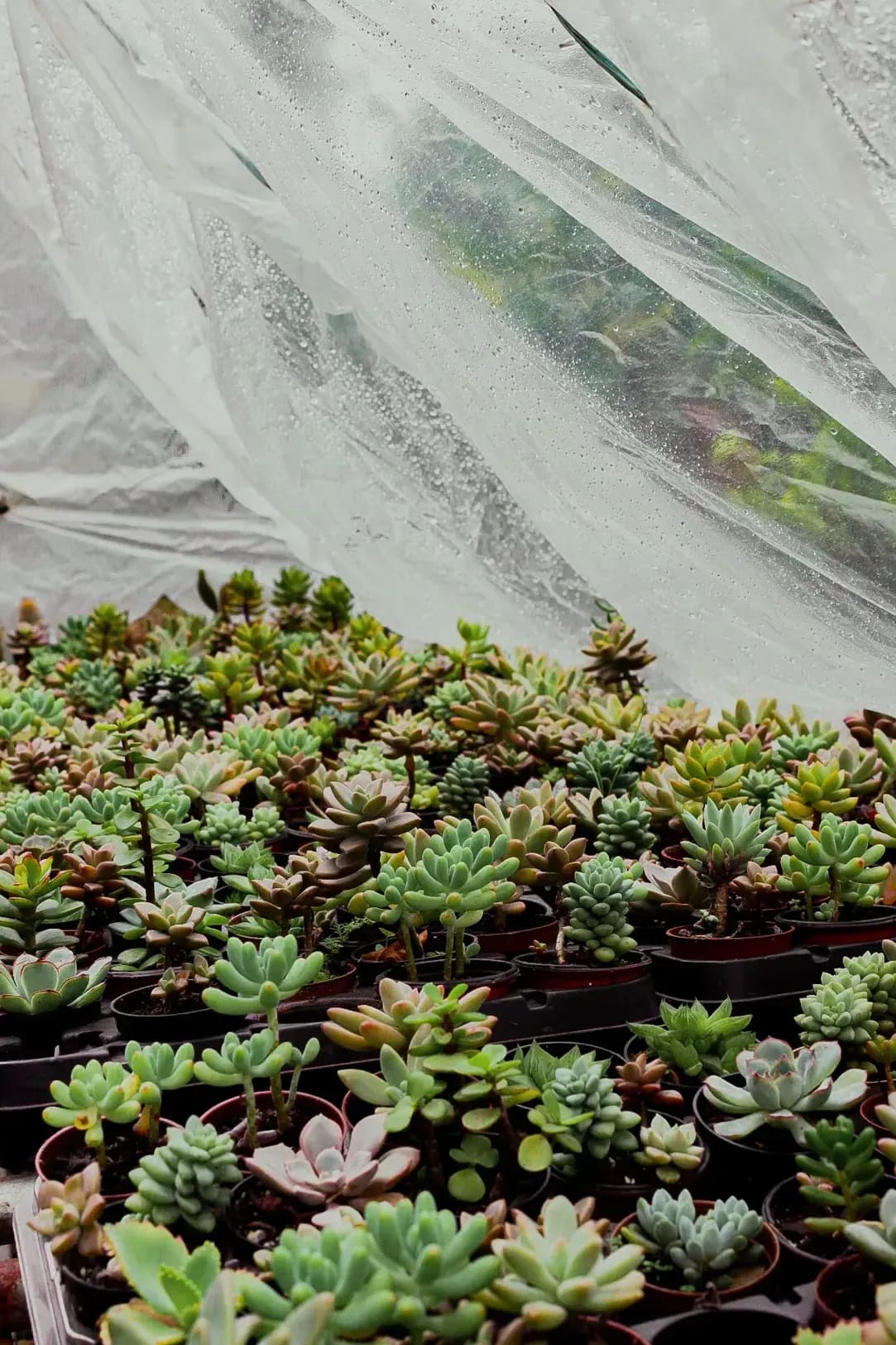 Mediterráneo Greenhouse 2