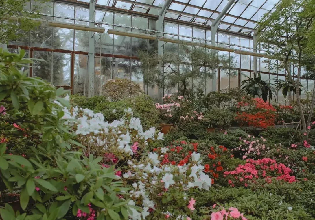 Mediterráneo Greenhouse 5