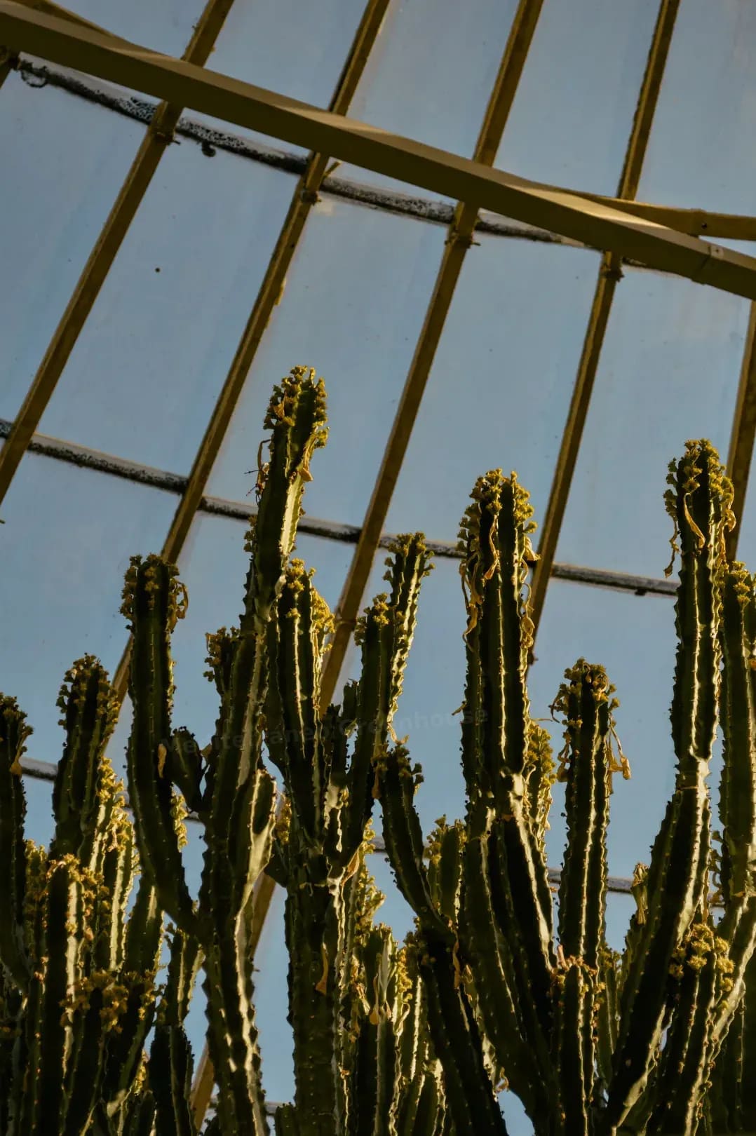 Mediterráneo Greenhouse 6