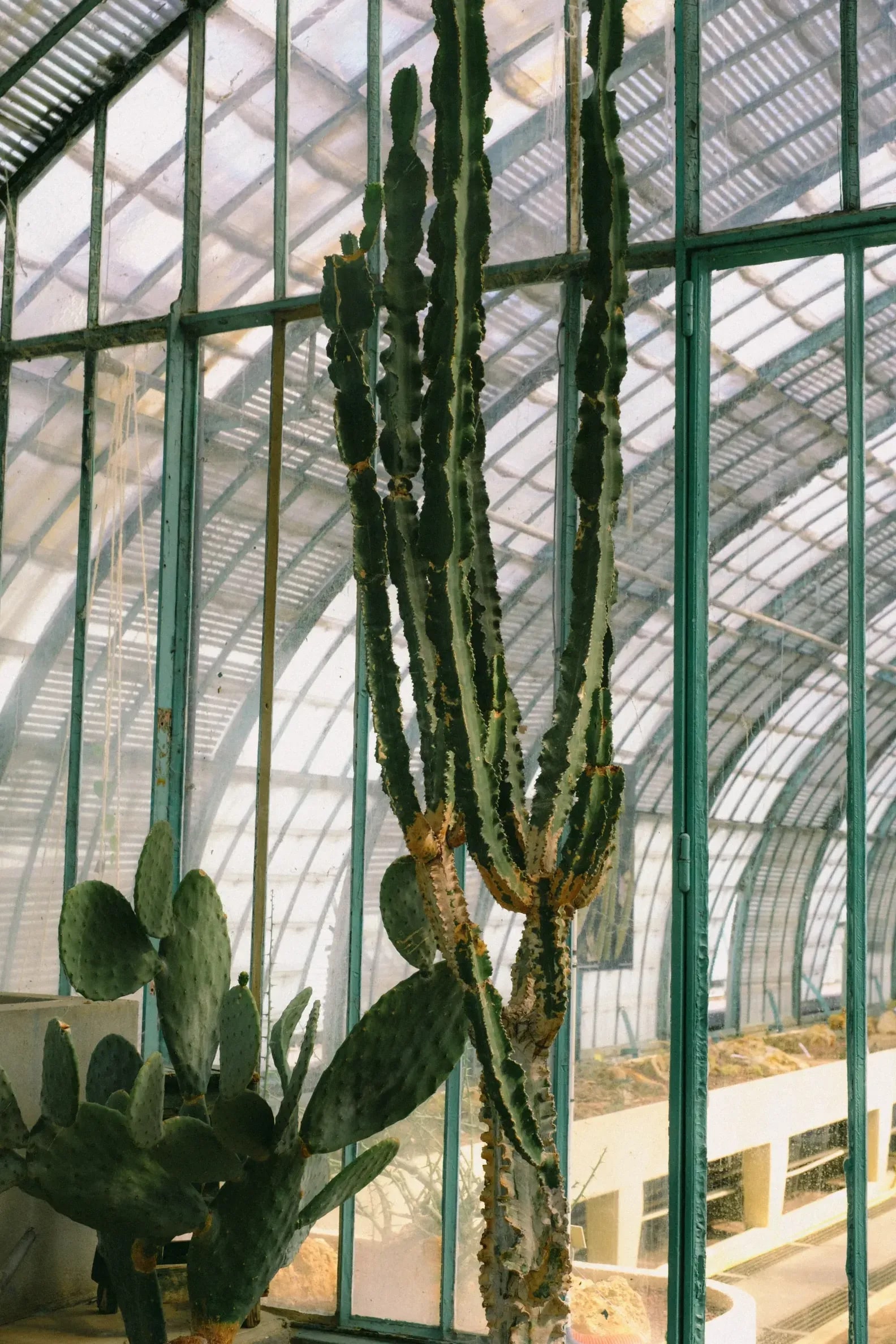 Mediterráneo Greenhouse